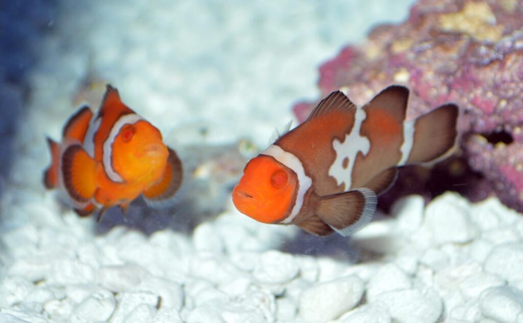 It's entirely conceivable that with a few more generations we could have something like a "Storm Longfin Zombie" Ocellaris, and breeders could be putting together clownfish pairs that through a wide range of offspring genotypes in a single batch.