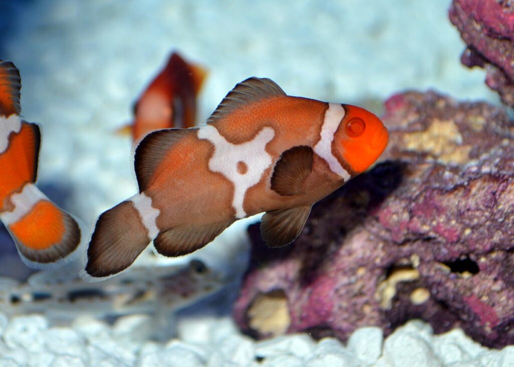 The genetics behind the Zombie Albino are clearly going to become another tool in the ornamental clownfish breeder's toolkit.
