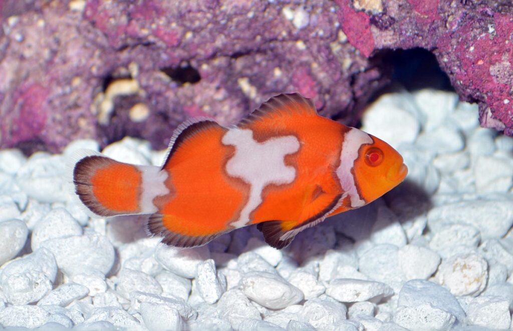 There is no official word yet on when ORA will release the Snow Zombie Clownfish to the aquarium trade, although it has been suggested that there may be a limited release in mid-April, 2020.