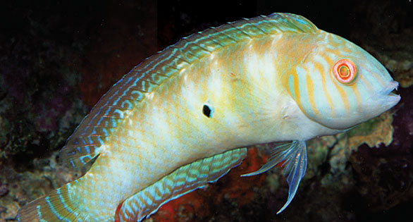 Mystery Species – Can You ID This Fish?