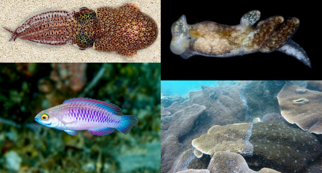 A selection of four remarkable new marine species described in 2019 as highlighted by WoRMS. Clockwise from top left: Brenner’s Bobtail Squid (Euprymna brenneri) by Jeffrey Jolly, Okinawa Institute of Science and Technology; Jim Henson's Egg-Eating Slug (Olea hensoni) by Gustav Paulay; Thomas' Coral-Eroding Sponge (Cliona thomasi) by Sam Mote; Vibranium Fairy Wrasse (Cirrhilabrus wakanda) by Luiz Rocha © California Academy of Sciences. All CC BY-NC-SA 4.0