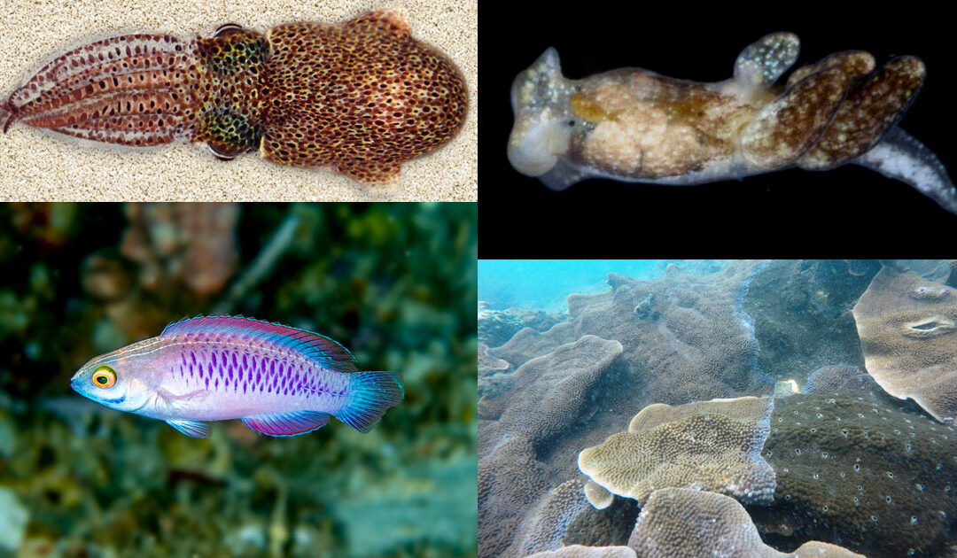 WoRMS’ Ten Remarkable New Marine Species from 2019