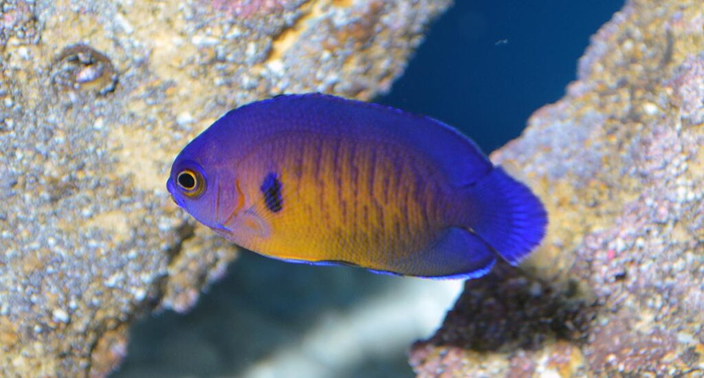 A first look at ORA's captive-bred Coral Beauty Angelfish.