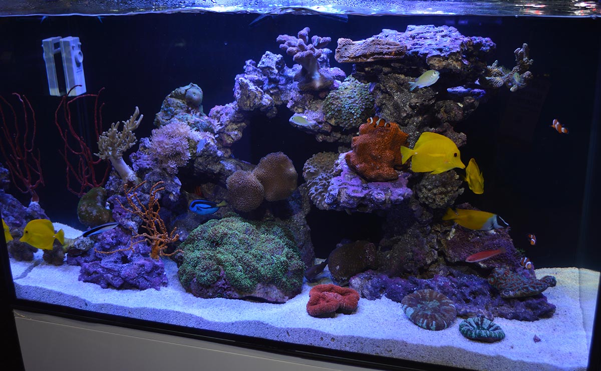 60 Gallon Rimless Tonga Tank- Reef Aquarium 