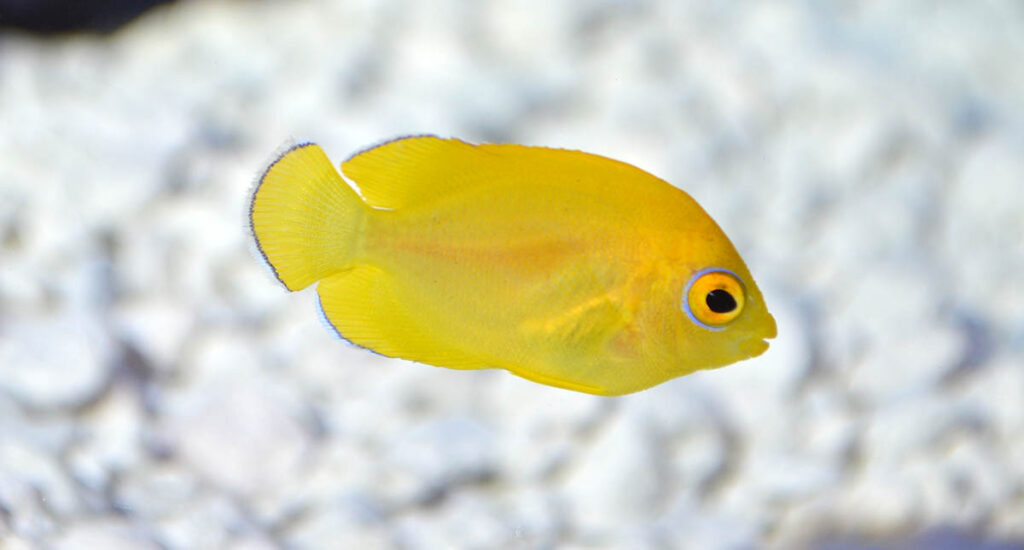 Still quite small, this Proaquatix Lemonpeel Angelfish has already lost the black ocelli that are on the flank of smaller babies.