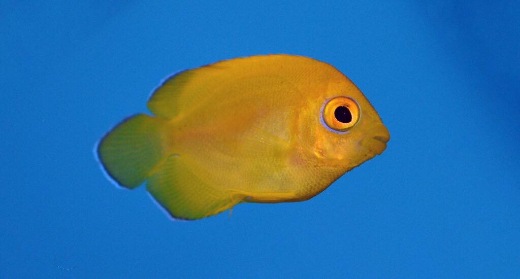Nearly pristine, the first look at captive-bred Lemonpeel Angelfish, Centropyge flavissima, from ProAquatix.