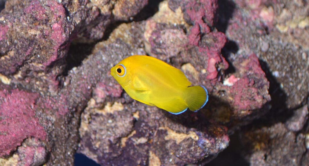 One more for a sense of scale against the live rock; also on display were Neon Gobies (Elacatinus oceanops) that were easily twice as large as this baby Lemonpeel from Proaquatix.