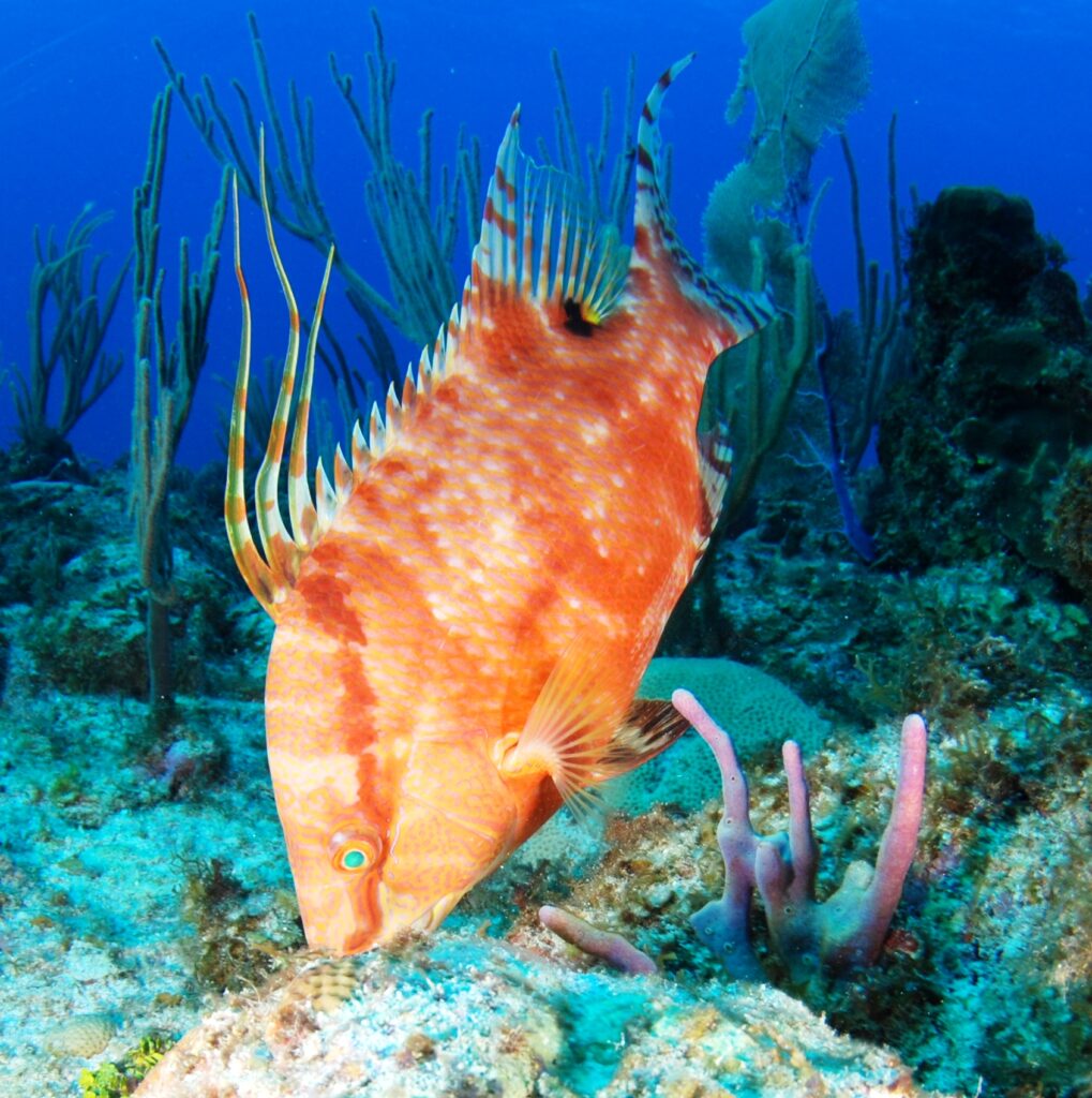 A subadult Rooster Hogfish feeding on a coral reef. Image credit: Albert Kok, GNU FREE