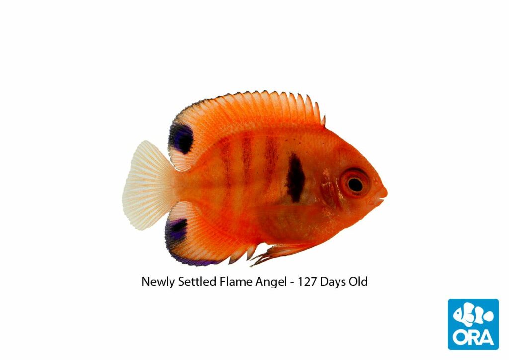 Newly-settled, 127-day-old, captive-bred Flame Angelfish, Centropyge loricula, revealed today by Florida-based ORA.