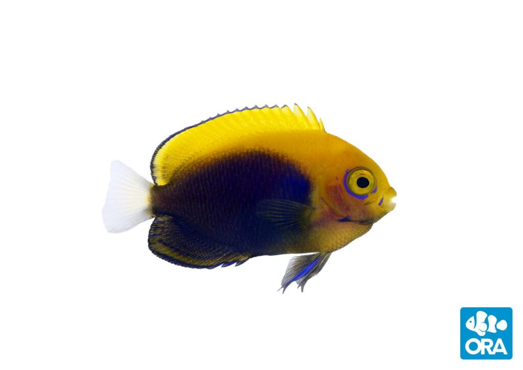 ORA's captive-bred Centropyge acanthops are due to start shipping to customers on Monday, April 20th, 2020.