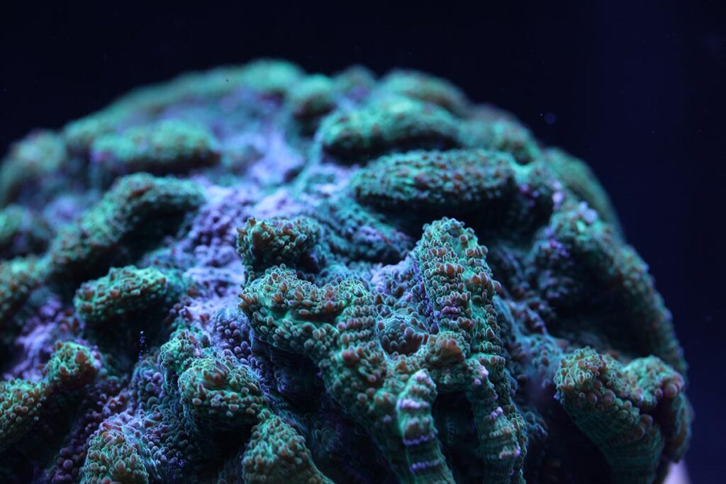 Broodstock of the Ridged Cactus Coral (Mycetophyllia lamarckiana), a native of the Caribbean, Bahamas, and Florida.