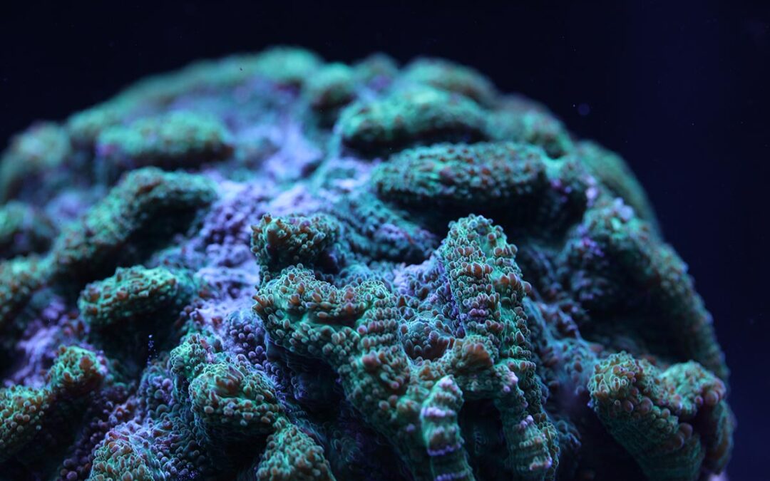 Florida Aquarium Finds Success Spawning Ridged Cactus Coral