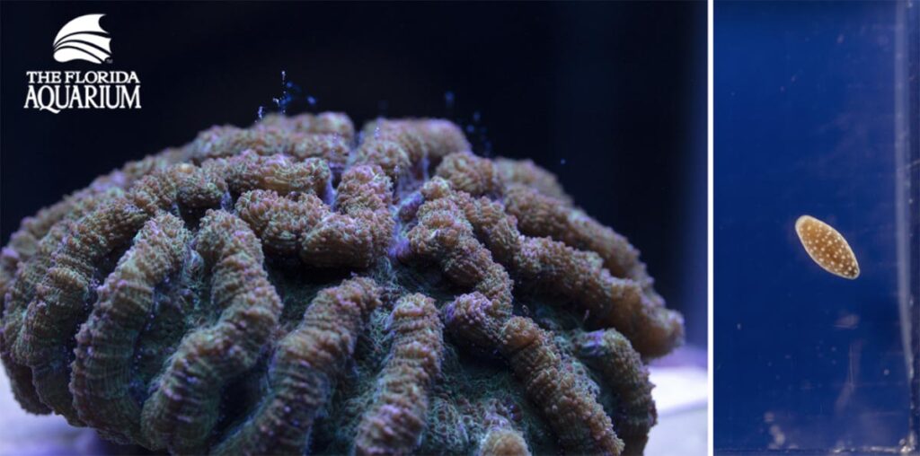 Side-by-side: Ridged Cactus Coral (Mycetophyllia lamarckiana) mother and captive spawned offspring (highly magnified) at The Florida Aquarium.
