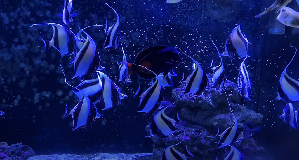 As of February, 2020, it had been 22 months with 25 Moorish Idols thriving with New Life Spectrum feeding.