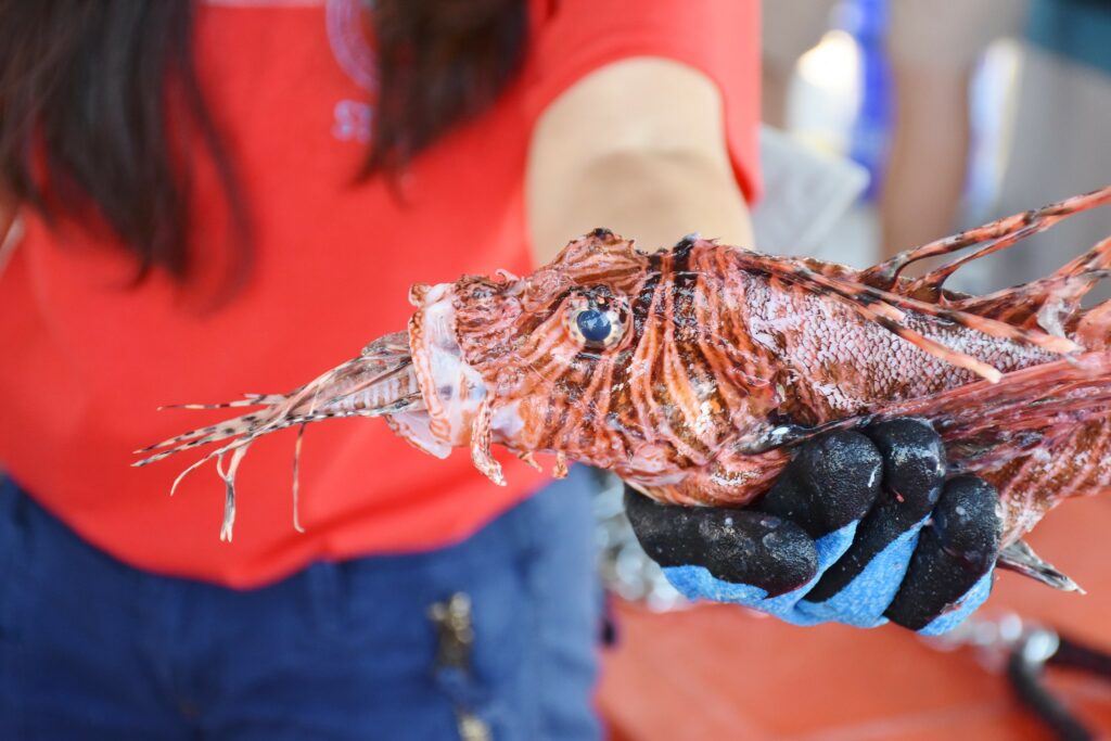 Lionfish are voracious, invasive predators not native to Atlantic waters. Intentional harvest is one strategy in an effort to reduce their impact. Image credit: Bekah Nelson/FWC