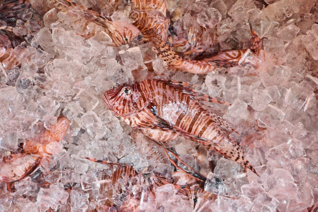 Invasive Lionfish on ice at the 2019 Lionfish Removal and Awareness Festival. Image credit: Bekah Nelson/FWC