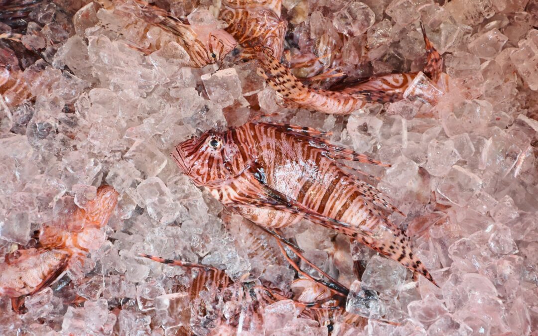 Compete in the 2020 Lionfish Challenge 