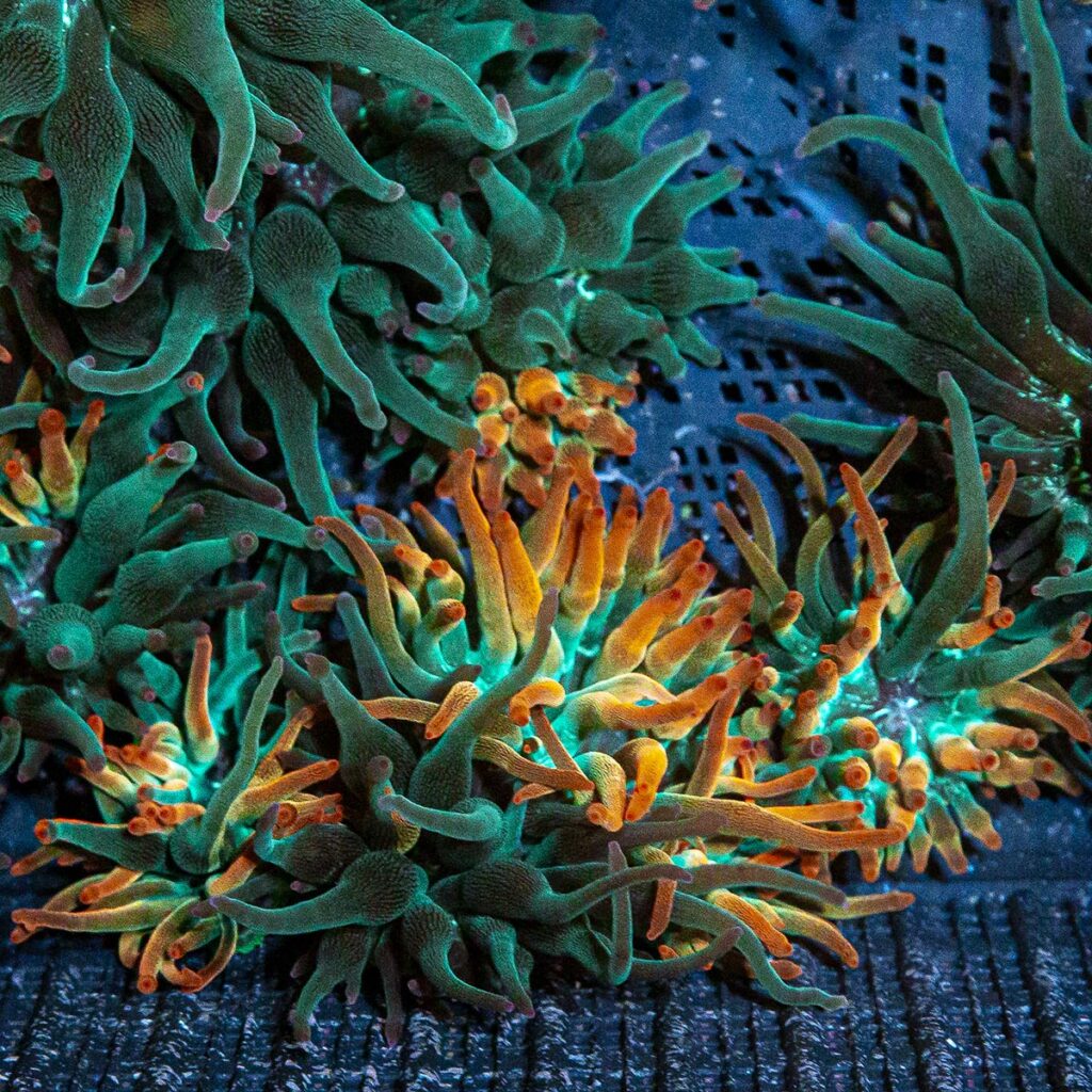 Several Nexus Burst Anemones of various grades being cultivated at Eye Catching Coral.