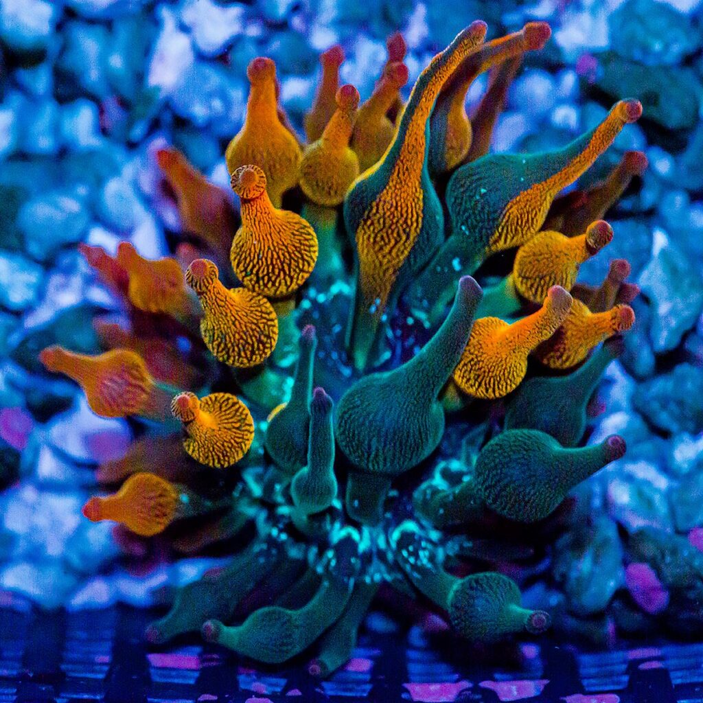 The mixing and swirling of green and orange coloration is unique in every individual Nexus Burst Anemone.