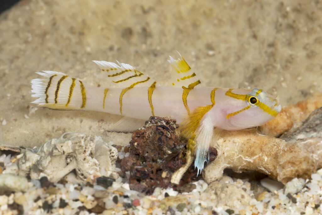 Psilotris laurae, aka. the Thin-barred or Laura's Goby, possibly the world's rarest goby in the aquarium trade. Image copyright Barry B. Brown.