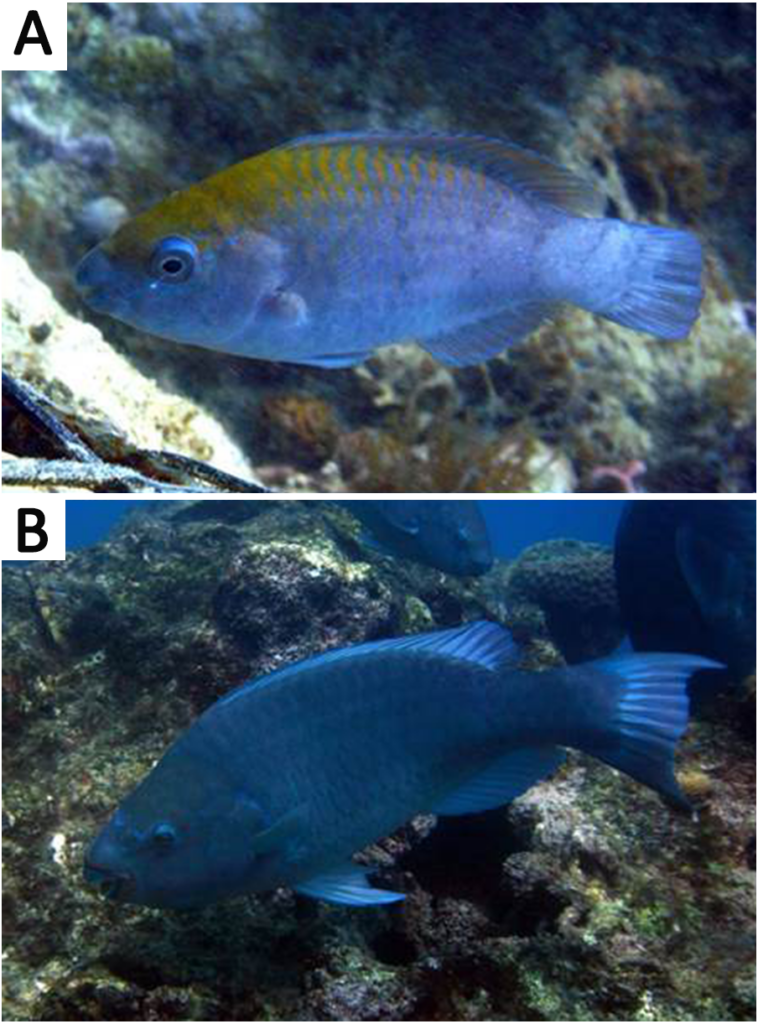 The Greenback Parrotfish, Scarus trispinosus, was prohibited from export, but that could now change. Potentially growing up to 22 inches (56 cm), whether this beautiful, deep blue fish should ever be collected and exported for aquariums is a separate dicussion. Shown here: (A) Juvenile specimen showing yellow area on nape. (B) Adult individual. Both images from the Abrolhos Bank reefs, Brazil. Photo by Ronaldo B. Francini-Filho. CC BY 4.0