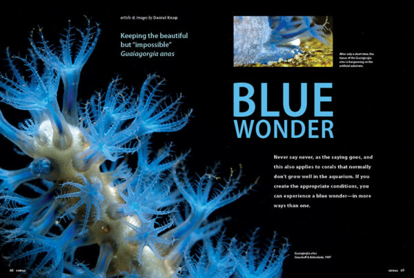 BLUE WONDER! Keeping the beautiful but “impossible” Guaiagorgia anas, a firsthand account spanning years of success, by Daniel Knop.