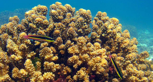 El Niño Made Me Stronger: Eastern Pacific Corals Showing Surprising Heat Tolerance