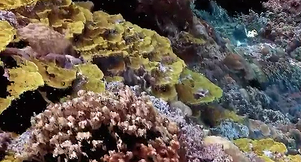 Astonishing New Reef Video from Dr. Bruce Carlson