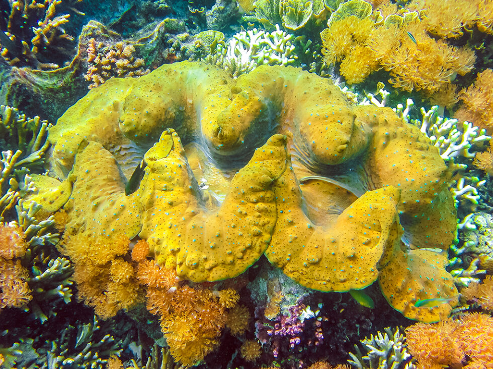 A Tale of the Ancient Tridacna Giants - CORAL Magazine