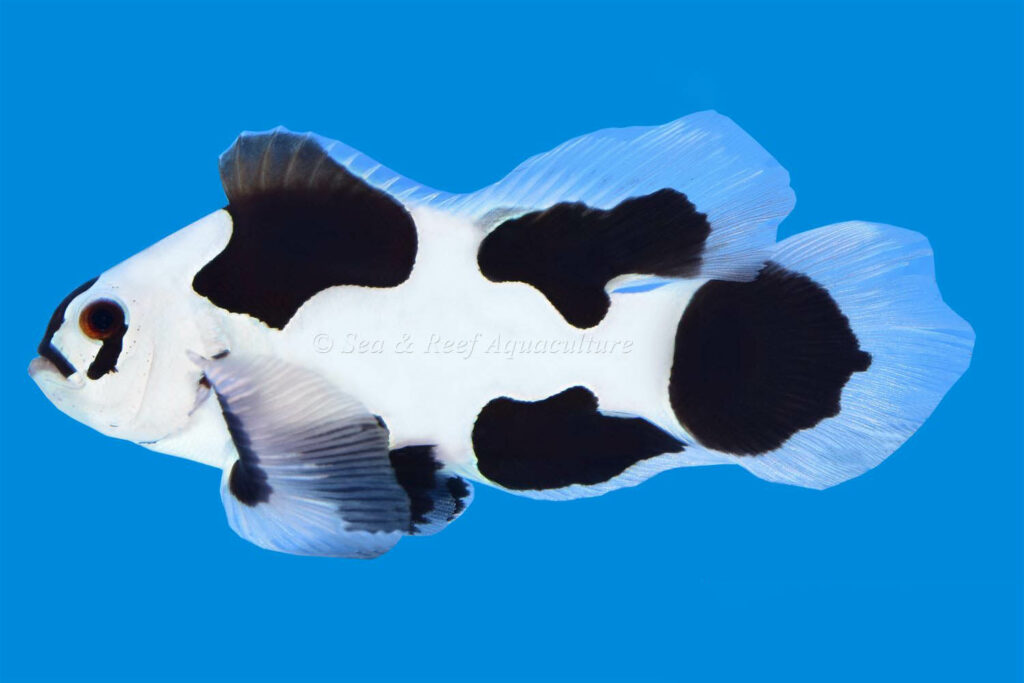 The addition of the longfin gene brings a new dynamic to the original Black Storm Clownfish.
