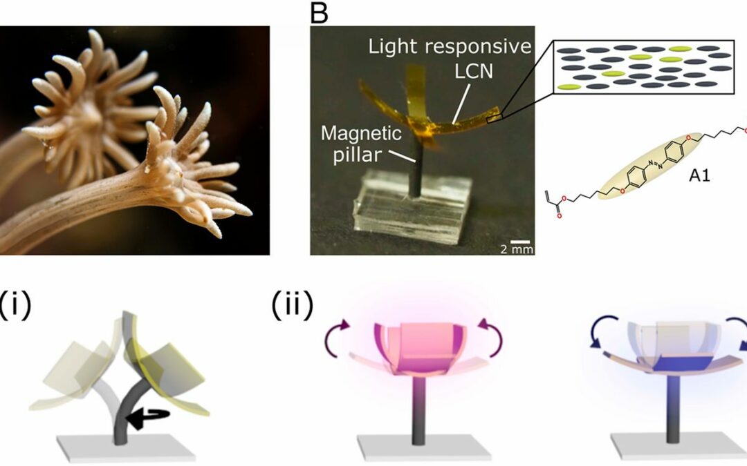 Behold, The Wireless Robotic “Coral Polyp”