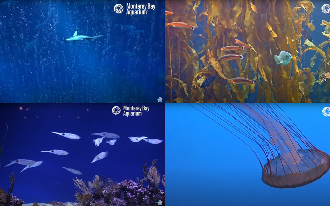 VIDEOS: Monterey Bay Brings the Aquarium to You