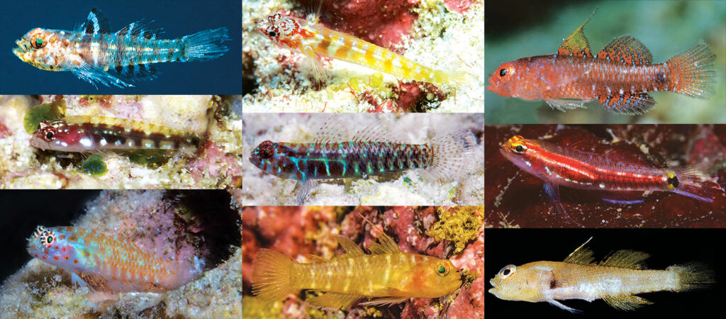  David W. Greenfield and his colleagues have introduced several new species of Eviota dwarfgobies during the last four years.