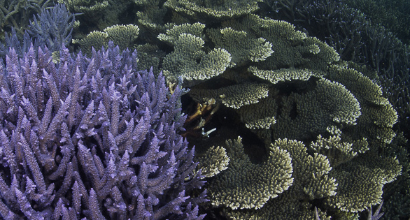 Corals Rising: Project Phoenix May Reveal Countless New Species