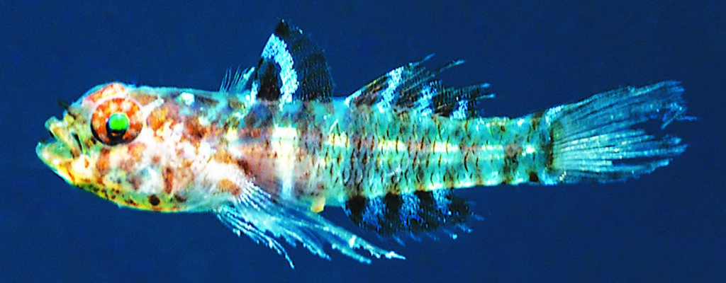 Eviota amphipora, fresh holotype, anesthetized and underwater, Milne Bay, Papua New Guinea (Mark V. Erdmann).