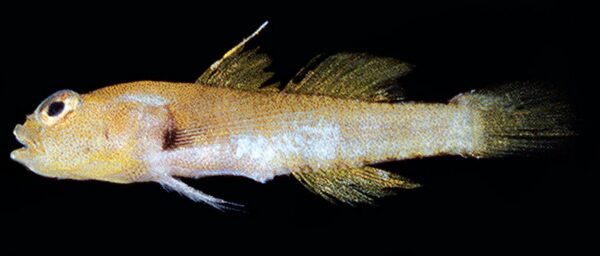 Eviota lentiginosa, fresh holotype, QM I.40817, 13.4 mm SL, male, Norfolk Island, Australia (J.E. Randall).