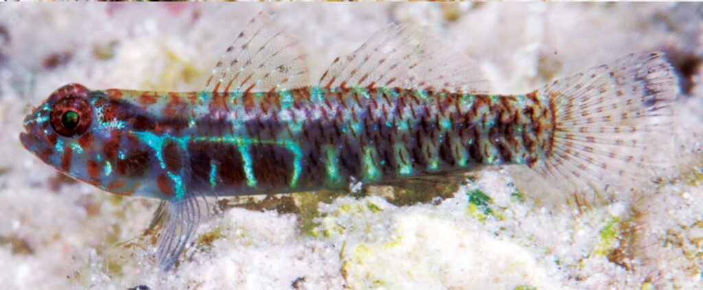 Eviota maculosa, underwater photograph of type series, Teluk Saleh, Sumbawa, Indonesia (M.V. Erdmann).