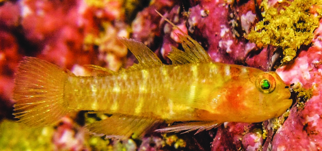 Eviota pseudaprica, lateral view of freshly collected specimens, Keruo Island, Raja Ampat, Indonesia: 13.2 mm SL female, right lateral view (M.V. Erdmann).