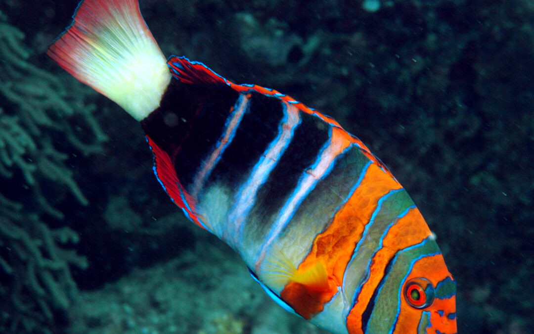Bali Aquarich Successfully Breeds Harlequin Tuskfish