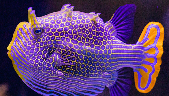 Mystery Species: Can you ID this amazing marine fish?