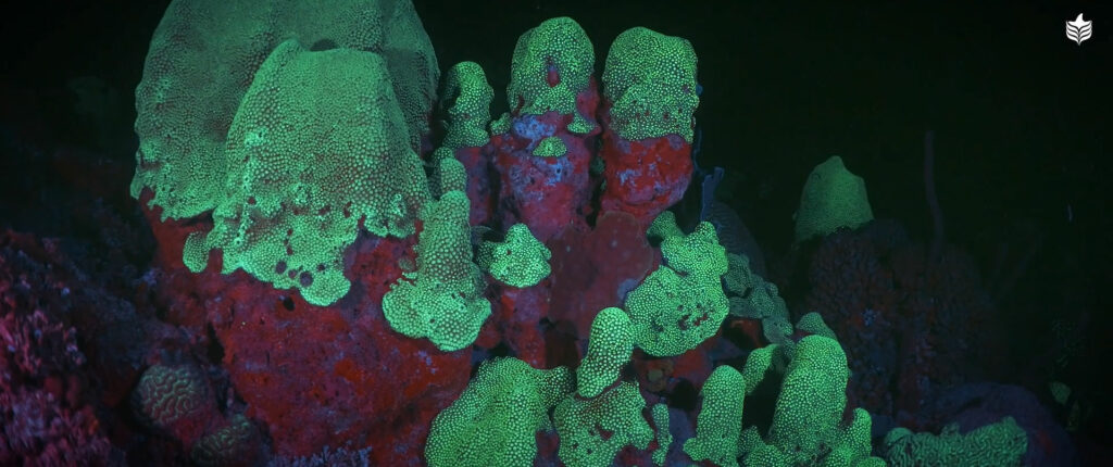 Fluo-diving reveals the unimaginable blackwater beauty of a coral reef at night.