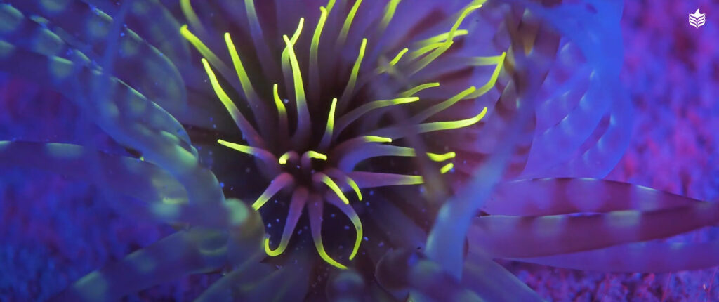 Otherworldly anemones writhe in time with the soundtrack...