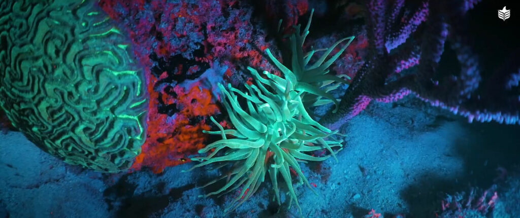 Night of the Tentacles is bursting with frenetic, well-synchronized glimpses of corals and fishes fluorescing under specialized dive illumination.