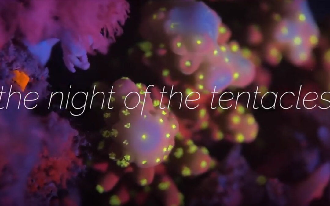 FLUO GAMES: The Night of the Tentacles: Reef Patrol Video