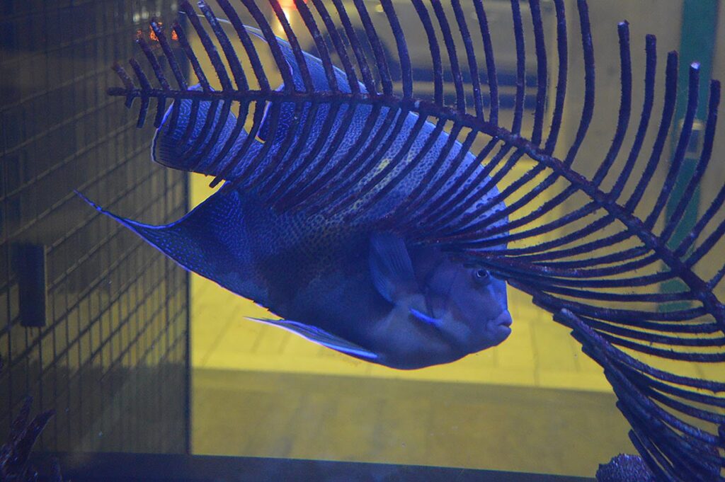 This massive Pomacanthus angelfish excelled at making photography difficult!