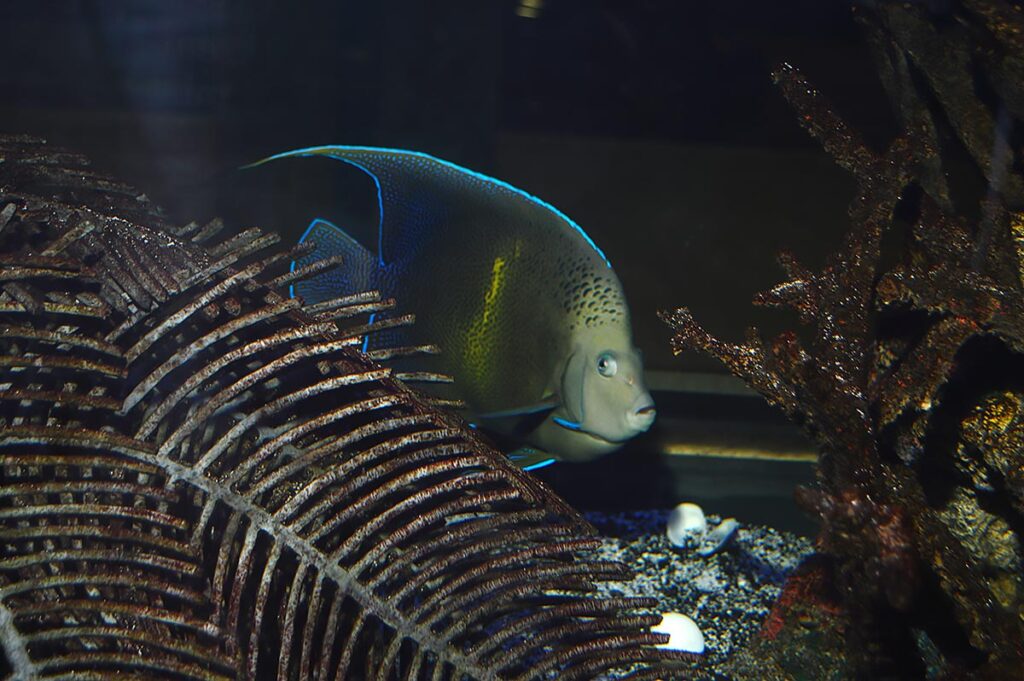 This beautiful Pomacanthus angelfish liked to stay on the far side of the aquarium, forcing me to shoot through a few feet of water in addition to the thick viewing pane, creating focal conflicts.