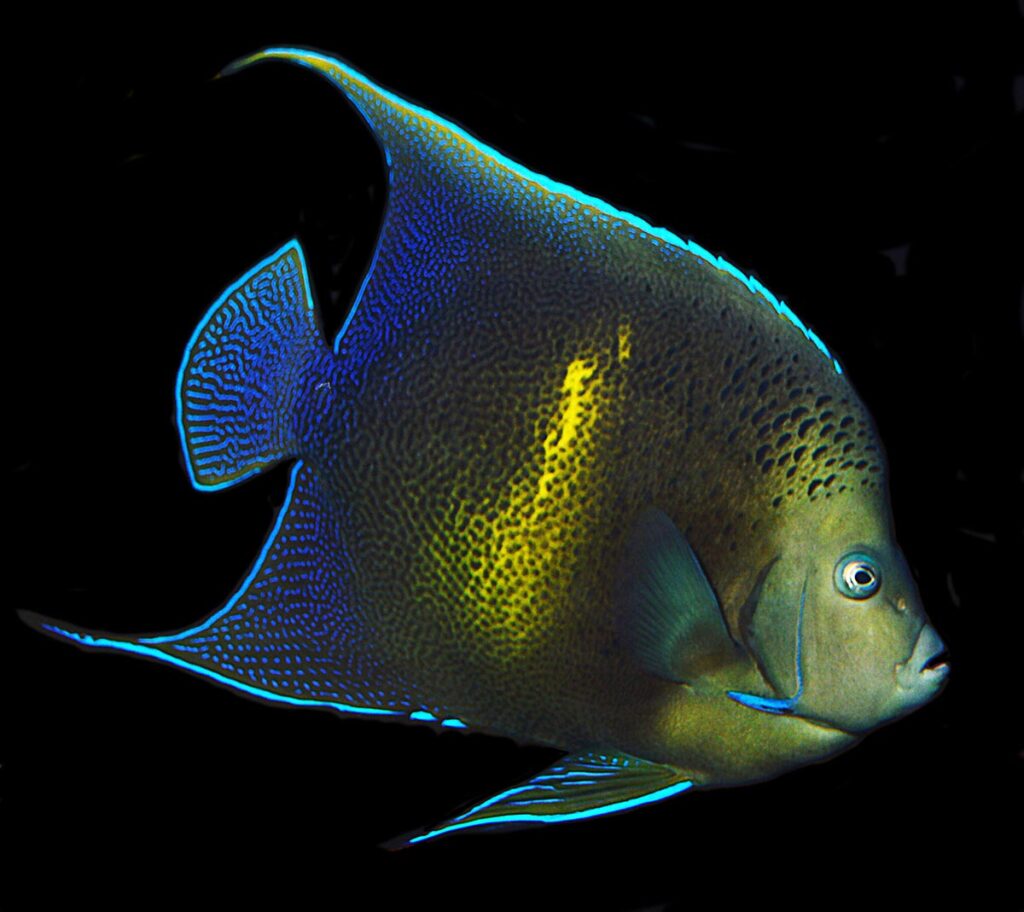 This amazing and unique Pomacanthus angelfish was discovered while walking through the baggage claim at Tampa International Airport in late February 2020. What is it? Read on to find out!