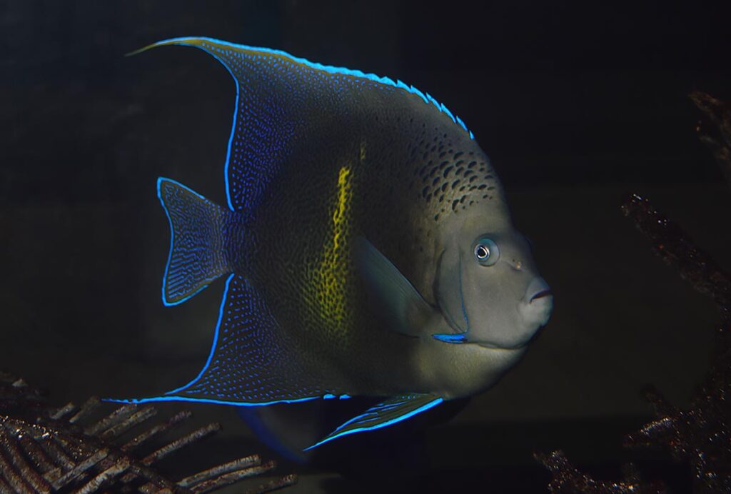 Pomacanthus (maculosus X semicirculatus), a captive-bred hybrid Pomacanthus angelfish on public display at the baggage claim area of Tampa International Airport. Say "hello" the next time you pass through.