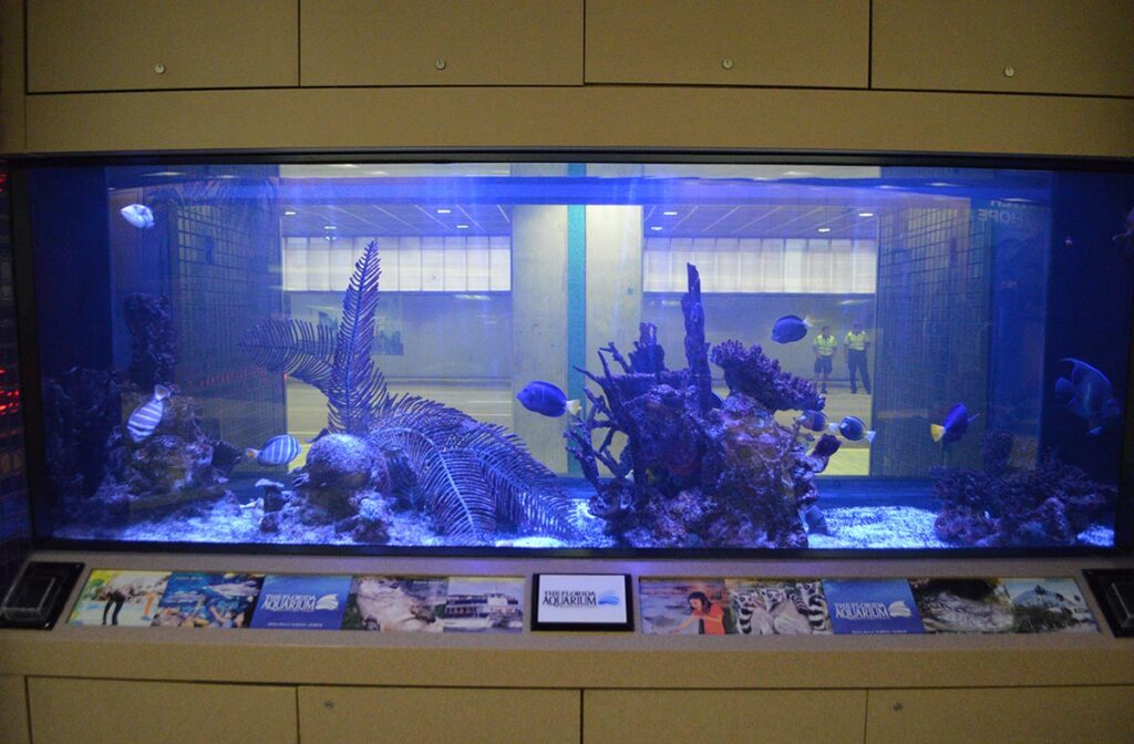 A massive marine aquarium on display at Tampa International Airport, viewable from both the baggage claim area and outside.
