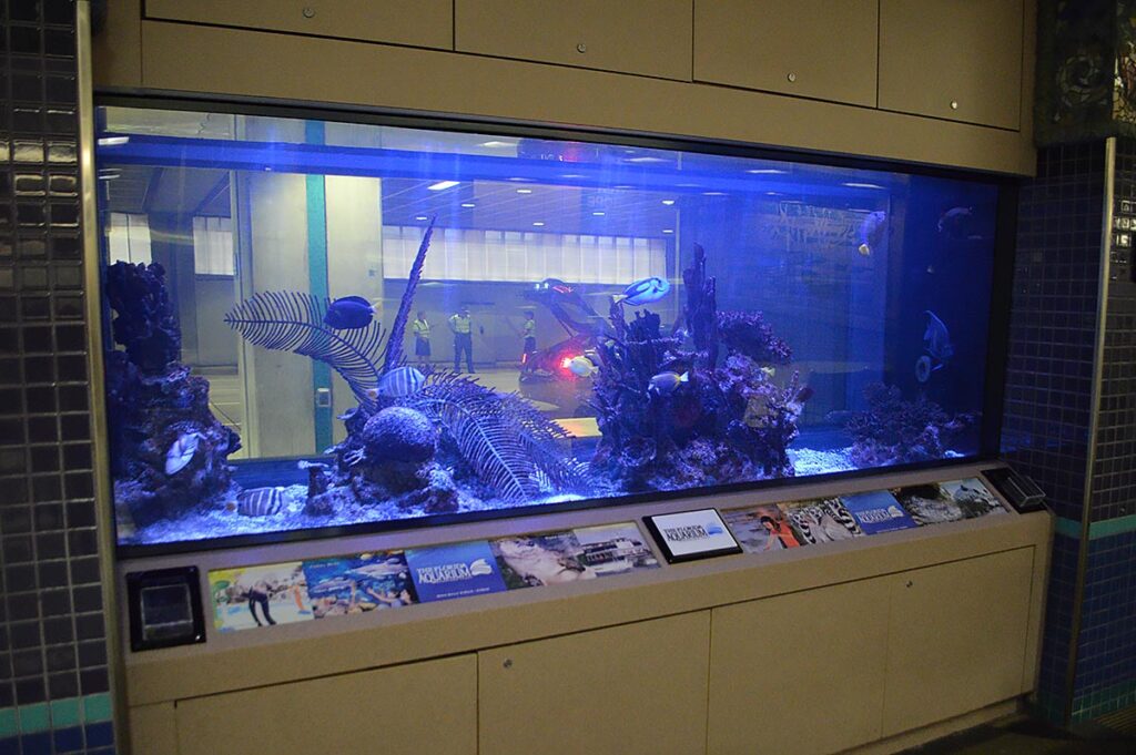 The dim, heavily blue-lit display housed many surgeonfishes, a departure from the selection of native fishes seen in the video from 2016.